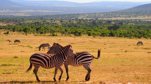 Immagine - Kenia