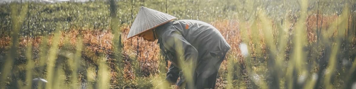 Image - Vietnam