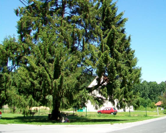 Roberval