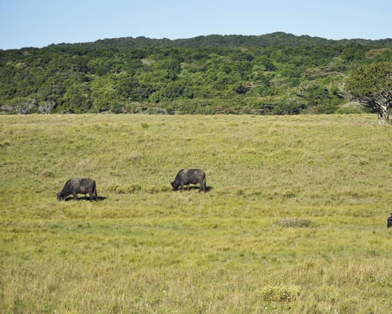 iSimangaliso Wetland Park
