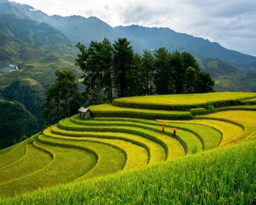 Mu Cang Chai