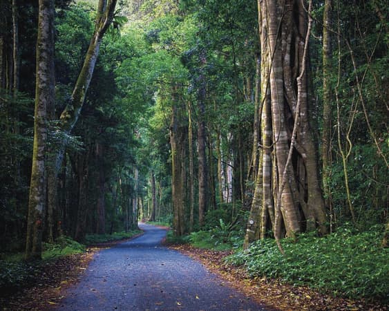 Lamington National Park