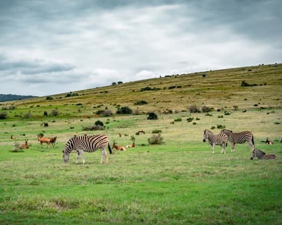 Nationaal park Addo Elephant