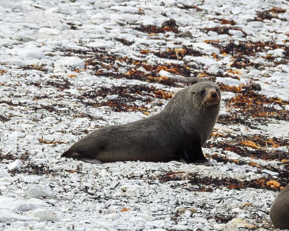 Kaikoura