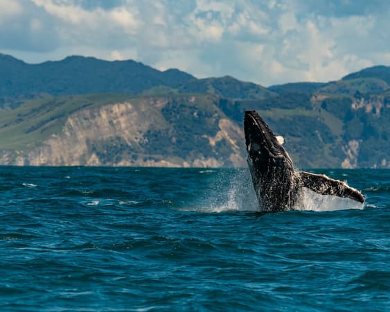 Kaikoura