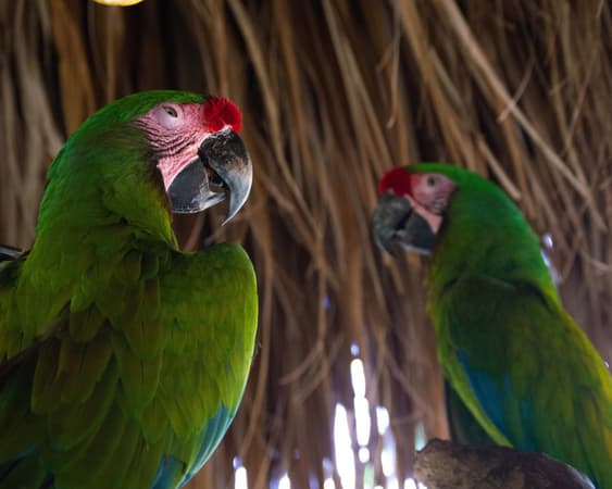 San Cristóbal de las Casas