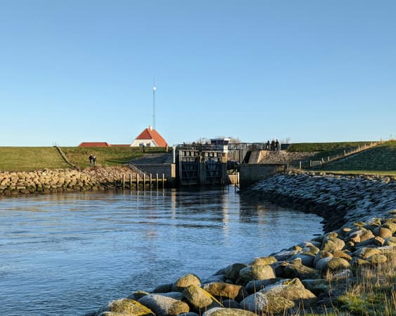 Ribe