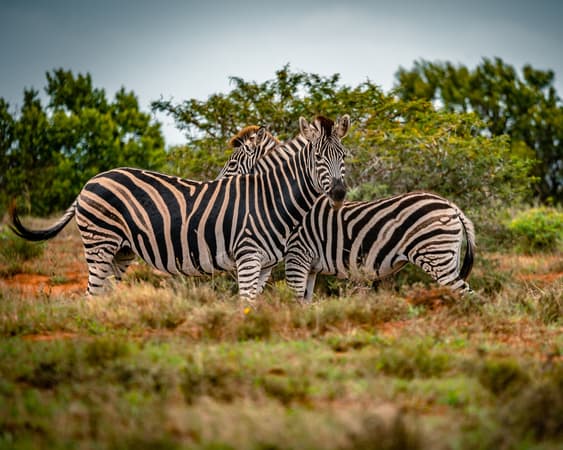 Nationaal park Addo Elephant