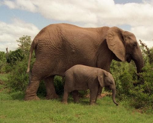 Nationaal park Addo Elephant