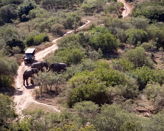 Nationaal park Addo Elephant