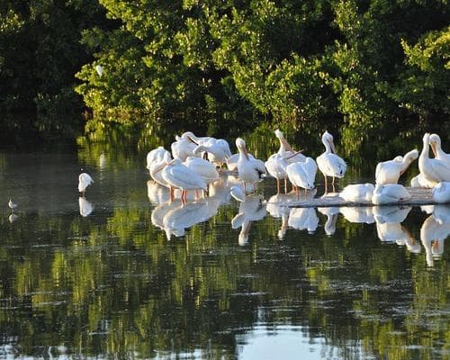 Sanibel Island FL