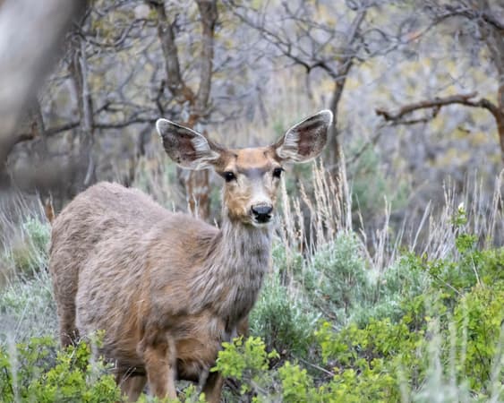 Black-Canyon-of-the-Gunnison-Nationalpark, CO