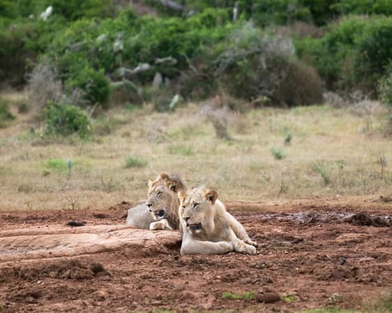 Nationaal park Addo Elephant