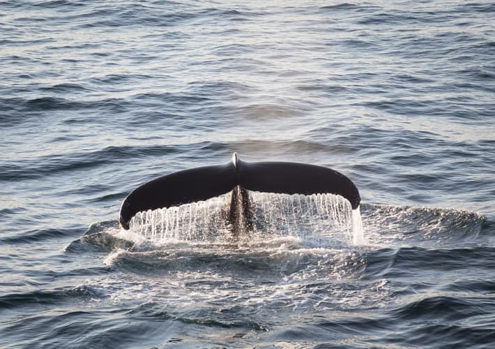 Imagen - Canadian Arctic: Wildlife, Helicopters, & the Northwest Passage (Kangerlussuaq)