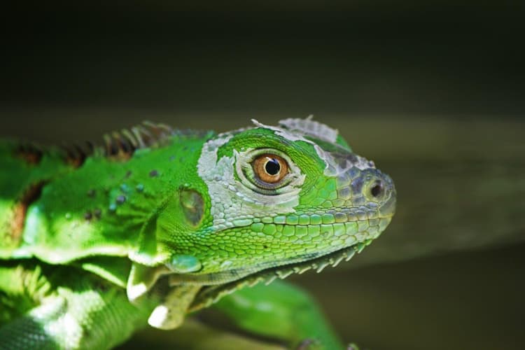 Beeld - Tortuguero Jungle Expedition, Short Break