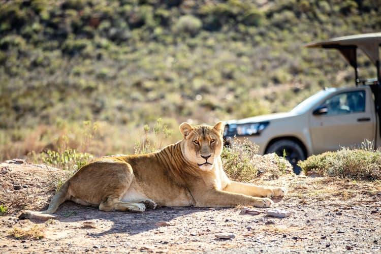 Immagine - 2-Day Chobe Signature Game & Boat Safari