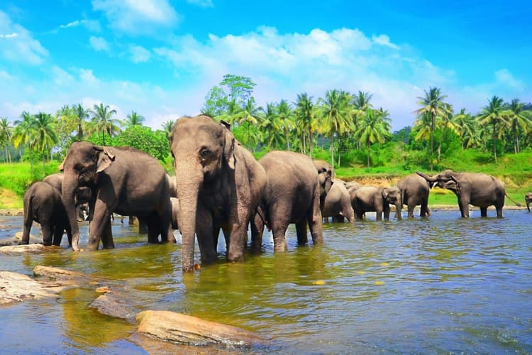 Imagen - La cima de Sri Lanka