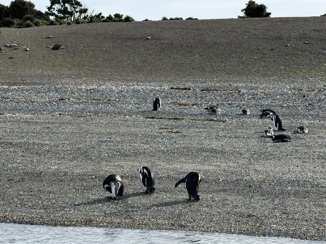 画像 - 5-Day Ushuaia Penguin Season Tour (from October to March), French-speaking guide