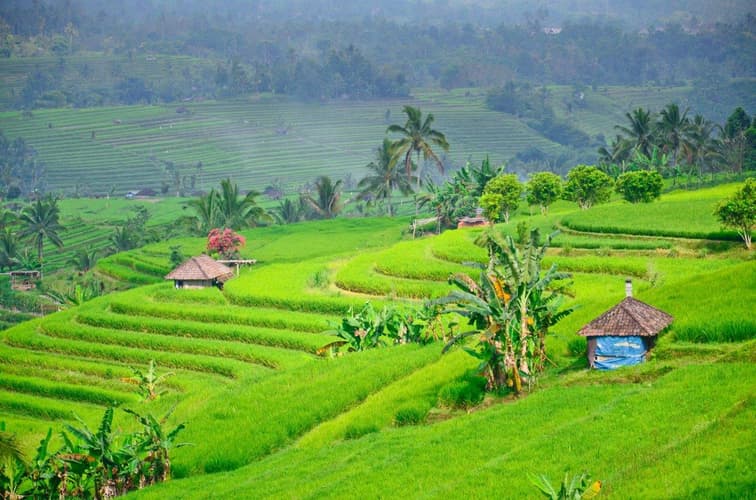 Imagen - Lo más destacado de Bali y Gili, tour privado
