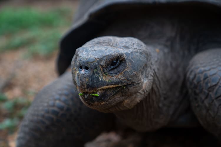 Image - 4-Day Wildlife & Wonders of Galapagos, French-speaking guide