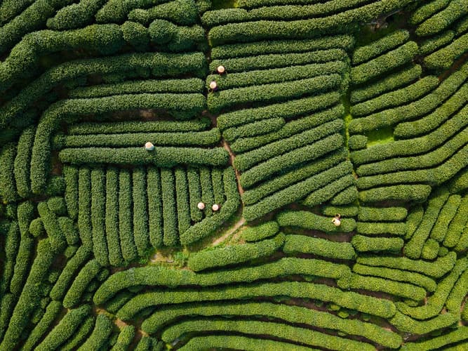 Imagen - 4 Days in Hangzhou: Tea Heritage, Private Tour