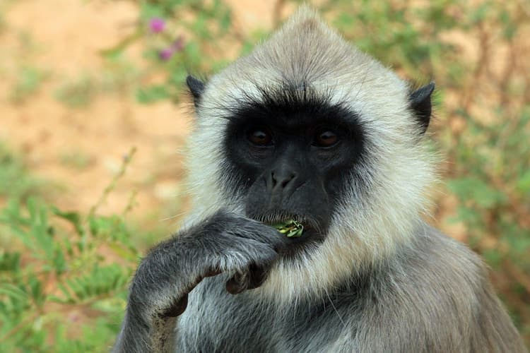 Image - The Pick of Sri Lanka