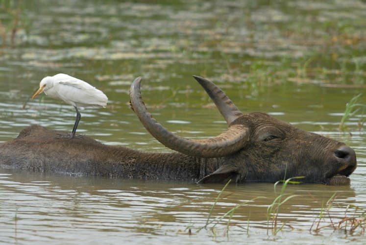 Imatge - Experience the Diverse South