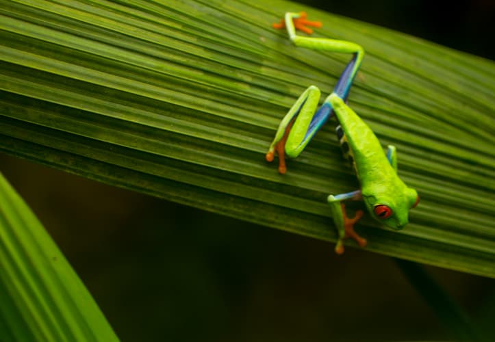 画像 - Amazing Costa Rica