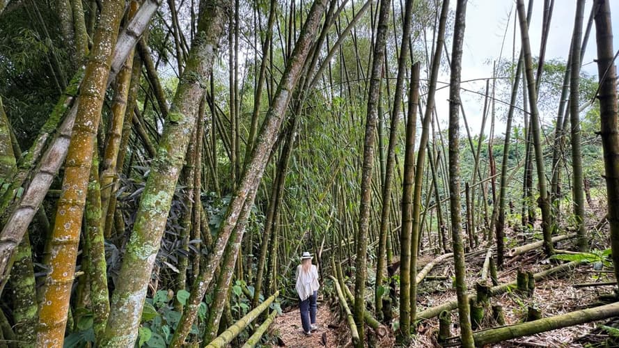 圖像 - 6-Day Medellin & Pereira Coffee Region Experience, Private Tour