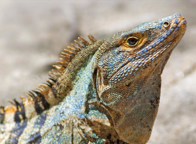 Imagen - Del Caribe al Pacífico