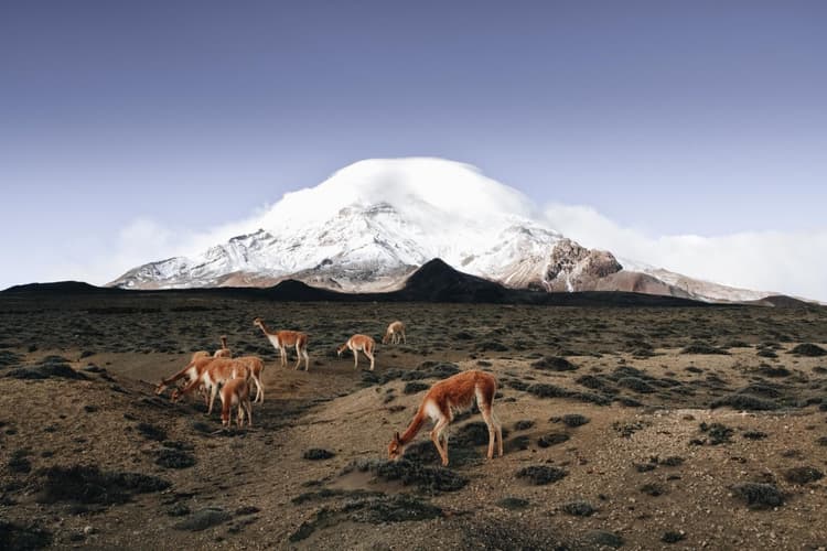 Image - 8 Días de escapada a los Andes ecuatorianos y la costa: Cotopaxi, Quilotoa, Baños, Chimborazo, Ingapirca, Cajas y Guayaquil, tour privado