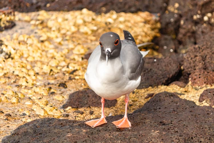 Image - 6-Day Galápagos Escape: Volcano Trails & Wildlife Encounters