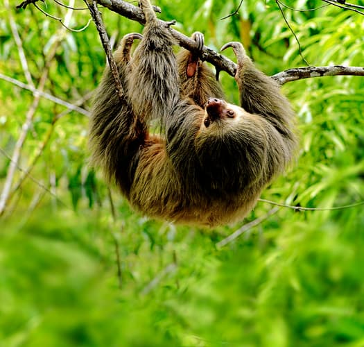 صورة - 4-Day Arenal & Monteverde Essentials