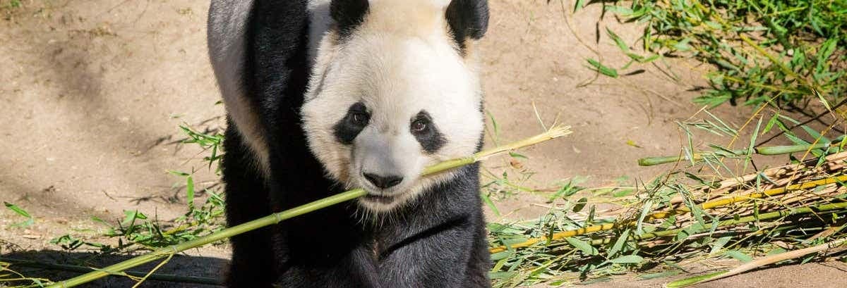 Образ - Zoo Aquarium, Madrid, Spain