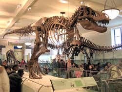 Bild - American Museum of Natural History Ticket