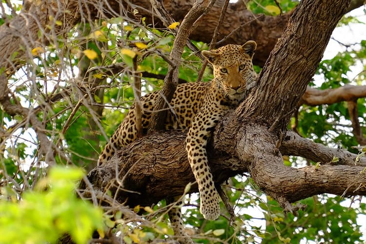 Kép - Masai Exclusive