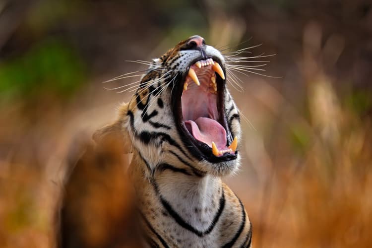 画像 - Forti, Tigri e Taj