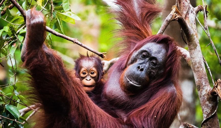 Obraz - Orangutan Adventure Tanjung Puting