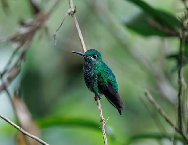 Podoba - Safari Bahati