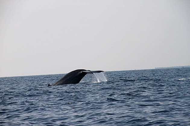 Image - Srilanka tour privati 9 notti