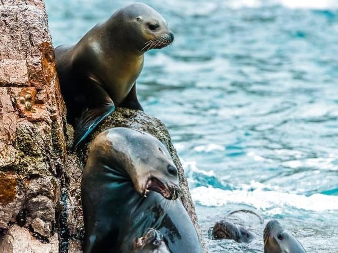 Podoba - Perú Esencial Místico (Pre Nazca + Perú Esencial)