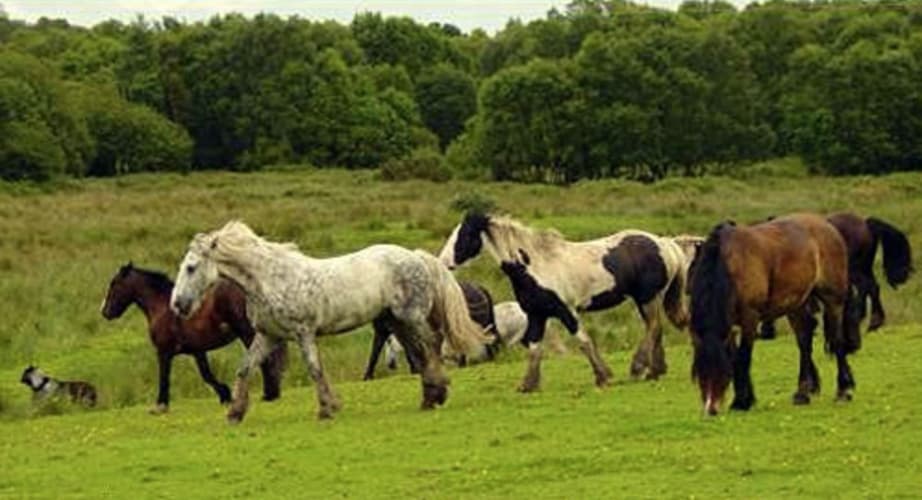 Image - Ireland on horseback: castles and monasteries