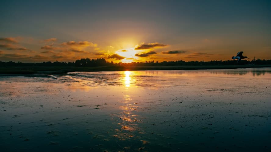Immagine - Danimarca: al galoppo sul mare dei Wadden