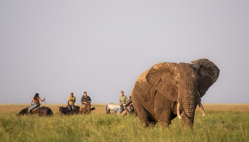 Immagine - Tanzania: safari a cavallo nel parco nazionale di Arusha