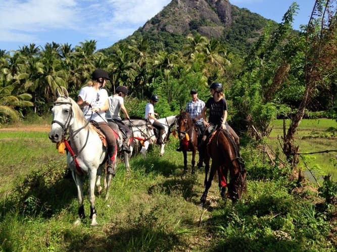 Immagine - L'isola del The