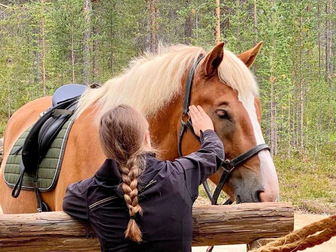 Image - Enchanted lapland