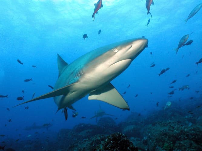 Образ - Descubrimiento del Ecuador + Extension Inter Islas Galapagos - Santa Cruz