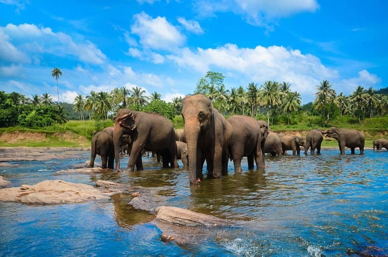 Imagem - Island Highlights of Sri Lanka  - 05 Days -  04 Nights Package