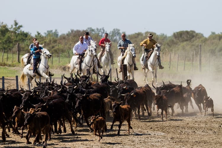 Immagine - Camargue: terra gitana