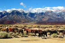 Image - California: the legendary wild Mustangs